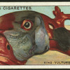 King-vulture.