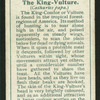 King-vulture.