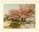 Cherry Tree at Kanazawa