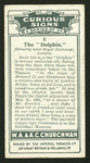 The dolphin.