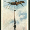 The grasshopper.