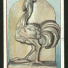 The ostrich.