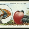 Frigate birds and puffin's beak.