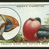 Frigate birds and puffin's beak.