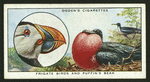 Frigate birds and puffin's beak.