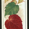Leaves of the Virginia creeper.