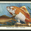 Goldfish.