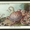 The octopus.