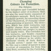 The octopus.