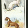 The stoat.