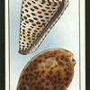 Cone shell and cowry.