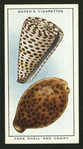 Cone shell and cowry.
