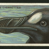 Great auk.
