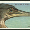 Cormorant.