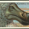 Dodo.
