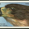 White-tailed sea-eagle.