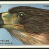 White-tailed sea-eagle.