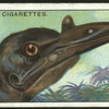 Friar-bird.