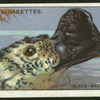 Black-backed goose.