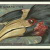 Crowned hornbill.