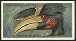 Crowned hornbill.
