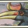 Rhinoceros-hornbill.