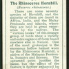 Rhinoceros-hornbill.