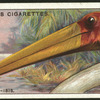 Wood-ibis.