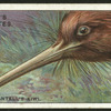 Mantell's kiwi.
