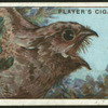 Nightjar.