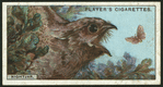 Nightjar.
