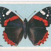 Red admiral.