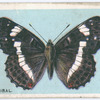 White admiral.