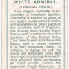 White admiral.
