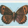 Scotch argus.