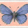 Adonis blue.
