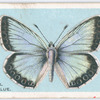 Chalk-hill blue.