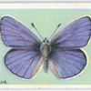 Common blue.