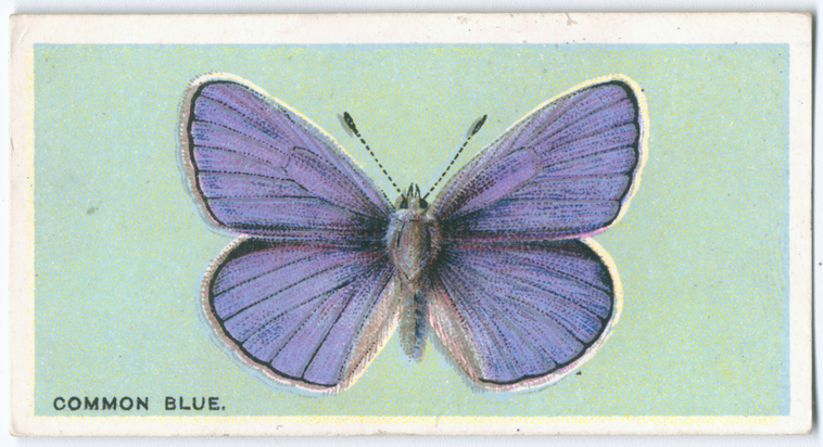 Common blue. - NYPL Digital Collections