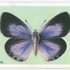 Holly blue.
