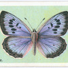 Large blue.