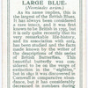 Large blue.
