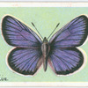 Silver-studded blue.
