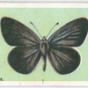 Small blue.