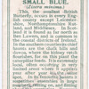 Small blue.