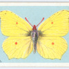 Brimstone.