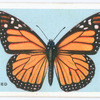 Black-veined brown.