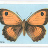 Hedge brown.