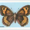 Meadow brown.
