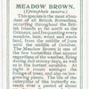 Meadow brown.
